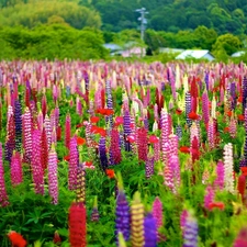 lupine, Meadow, color