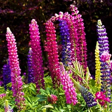 color, lupine