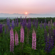 Great Sunsets, Meadow, lupine