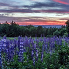viewes, Great Sunsets, lupine, trees, Meadow