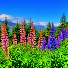 Meadow, lupine