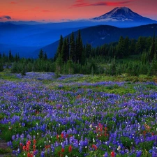 Mountains, Meadow, Lupine, woods
