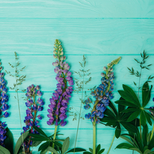 green ones, boarding, lupins, Leaf, color