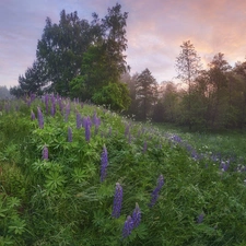Meadow, trees, viewes, lupins