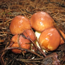 mushrooms, Luteus