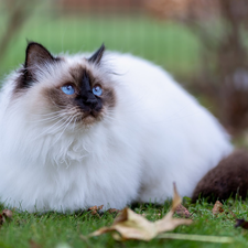 lying, Burmese Cat