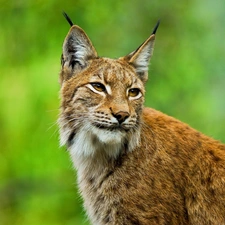 Lynx