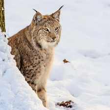 Lynx, winter, gazing