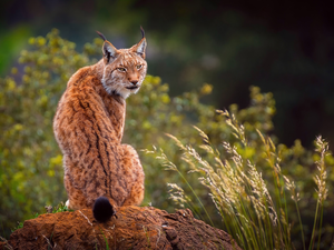 ginger, Rocks, grass, Lynx