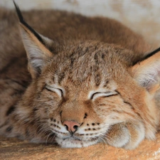 sleepy, Lynx