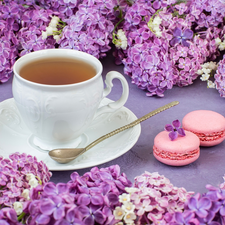 saucer, teaspoon, Twigs, Cookies, without, tea, cup, Macaroons