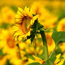 Sunflowers, Macro