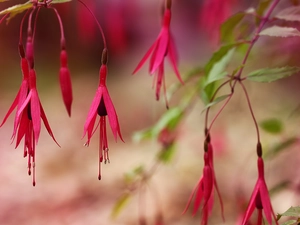 Flowers, Pink, Fuchsia Magellanica