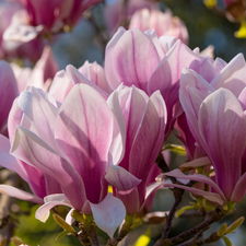 Twigs, Pink, Flowers, Magnolia