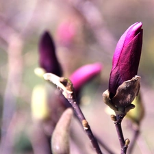 Violet, Magnolia