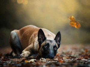 lying, Belgian Shepherd Malinois, Leaf, dog
