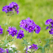 Mallow, purple, Flowers