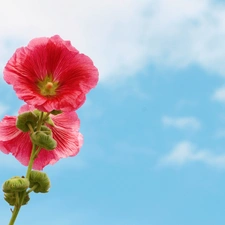 Flowers, mallow