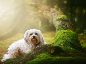 dog, mossy, trunk, Maltese