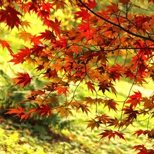 autumn, Leaf, Maple Palm