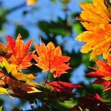 maple, color, Leaf