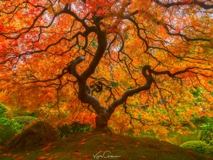 autumn, Maple Palm, VEGETATION, trees