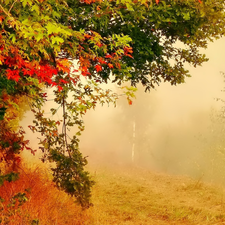 maple, autumn, Park