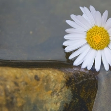 Margaretka, water, Stone