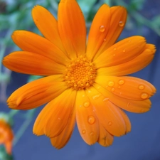 Orange, Marigold