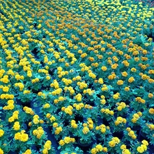 Field, marigolds