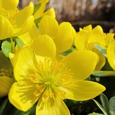 Spring, Yellow, marigolds, Flowers