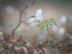 Colourfull Flowers, Insect, Marmalade Hoverfly, anemone