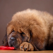 sleepy, Tibetan Mastiff
