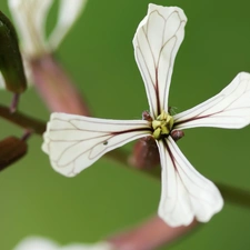 Matthiola, White, Flowers