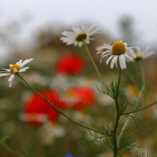 chamomile, Flowers, Meadow, White