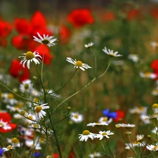 chamomile, Flowers, Meadow, White