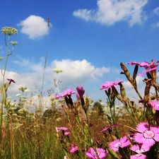 Meadow, clouds, Flowers, cloves, Wildflowers