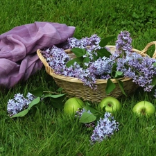 Meadow, composition, apples, basket, without
