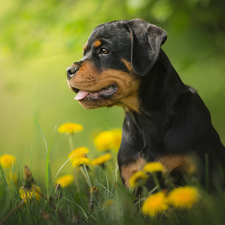 Meadow, dandelion, Puppy, Rottweiler, dog