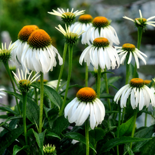 Meadow, Flowers, echinacea