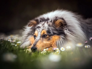 lying, Meadow, Flowers, Collie rough