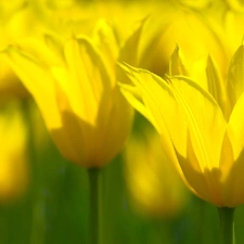 Meadow, Yellow, Flowers