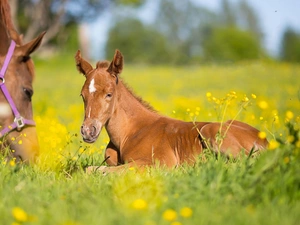 Meadow, bloodstock, Foal
