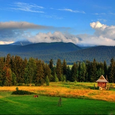 forest, clouds, Meadow, Mountains