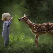 Meadow, forest, boy, deer, Kid