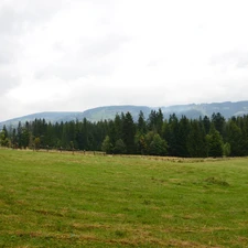 gubalowka, Meadow