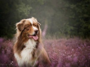 dog, Meadow, heather, Australian Shepherd