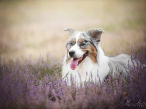 heather, Australian Shepherd, Meadow