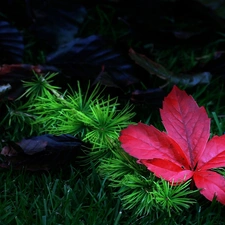 Leaf, conifer, Meadow, branch