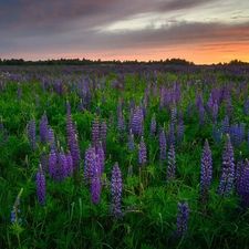 Meadow, Flowers, lupine